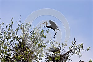 Great Blue Heron Lands on Nest   819388