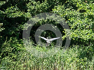 Great Blue Heron lands in a tree
