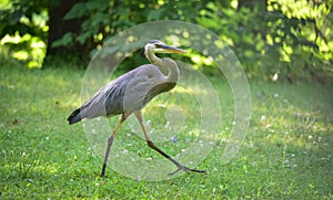 Great blue heron. Large wading bird in heron family Ardeidae.