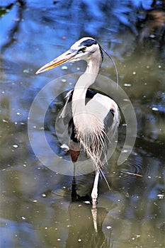 Great Blue Heron Large Wading Bird