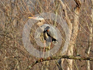Great Blue Heron sitting on branch across from nest photo