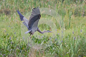 Great Blue Heron Leap Airborne