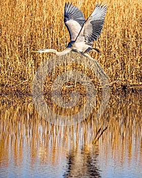 Great Blue Heron leaps onto the air after prey