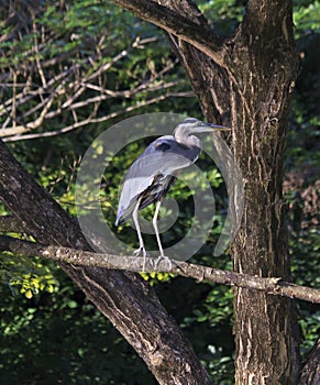 Great Blue Heron on a Limb