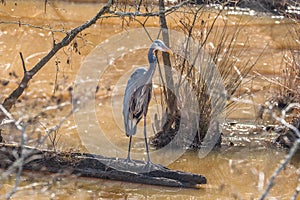 Great blue heron on a log