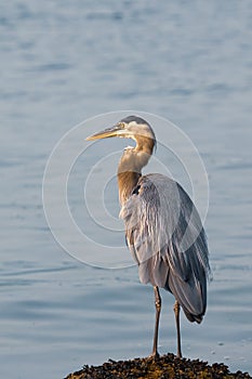 Great Blue Heron Looking in the Distance