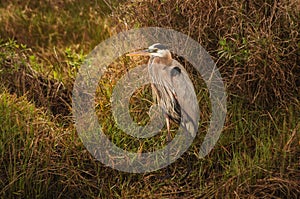 Great Blue Heron in Louisiana Marsh