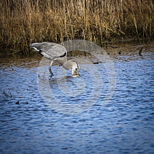 Great Blue Heron Makes Big Catch