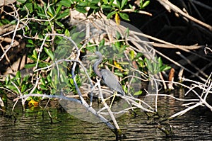 Great Blue Heron in Mangroves photo