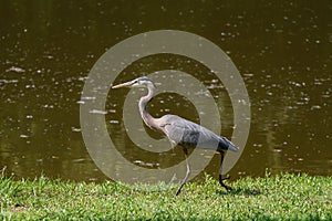 Great Blue Heron marching along the shore of a pond