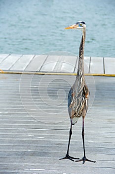Great blue heron on marina dock