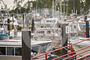 Great Blue Heron Marina