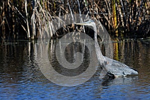 Great Blue Heron in Marsh