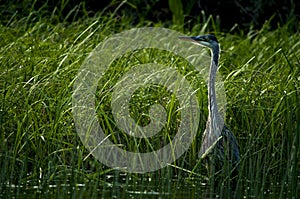 Great Blue Heron in marsh