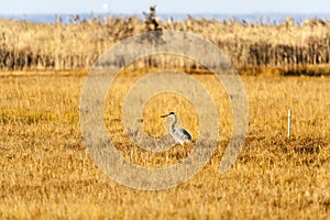 Great Blue Heron marsh