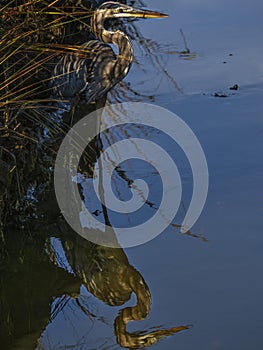 Great Blue Heron in marsh waiting and watching