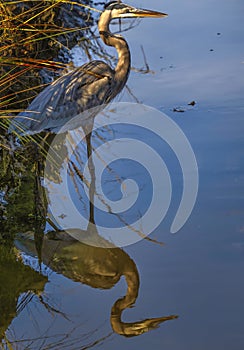 Great Blue Heron in marsh waiting and watching