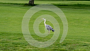 A great blue Heron on the meadow