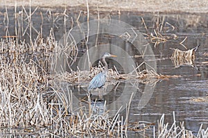 A Great Blue Heron in a Mississippi River Lagoon