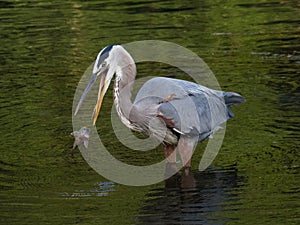 A great blue heron momentarily loses its fishy prey