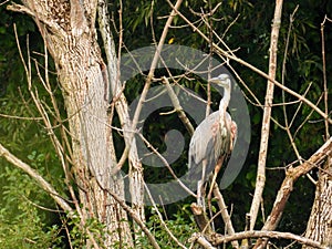 Great Blue Heron at Montezuma marsh shrub