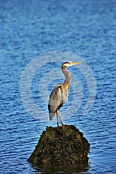 A Great Blue Heron in the morning