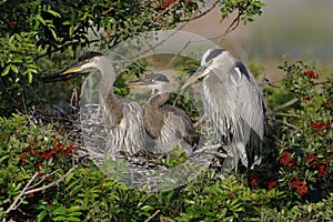 Great Blue Heron mother with two offspring in her nest - Florida