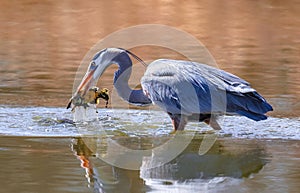 Great Blue Heron with muddy fish catch