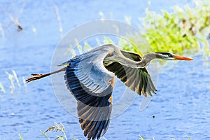 Great Blue Heron at Myakka