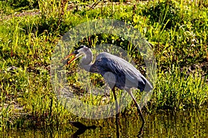 Great Blue Heron Myakka River State Park