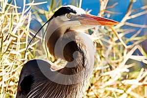 Great Blue Heron at Myakka River State Park