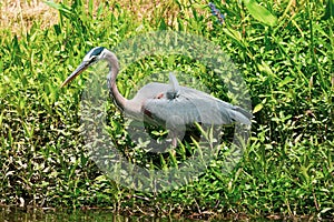 Great Blue Heron near Water in Pawleys Island