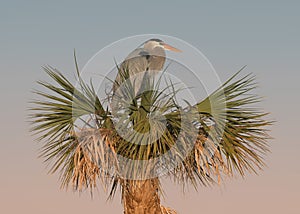 Great Blue Heron on nest