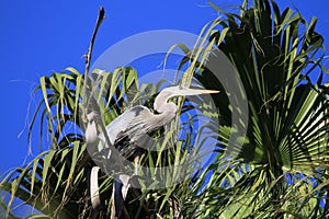Great blue heron on nest