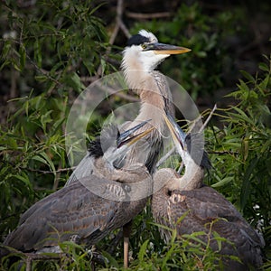 Great Blue Heron Nest