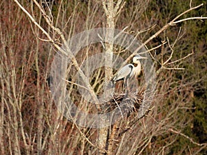 Great Blue Heron standing on nest in FingerLakes photo