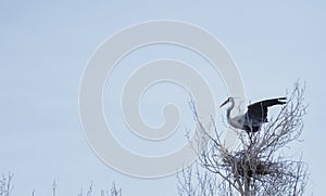 Great Blue Heron Nesting