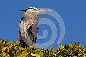 Great blue heron nesting in green mangroves in Estero Bay, Florida.