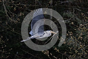 Great blue heron