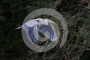 Great blue heron