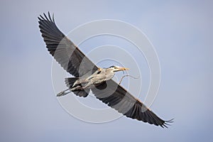 Great blue heron