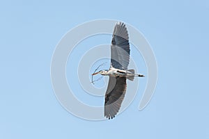 Great blue heron