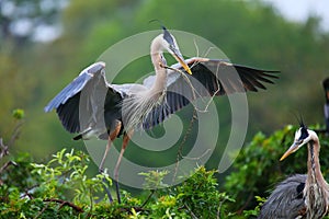 Great Blue Heron with nesting material in its beak. It is the la