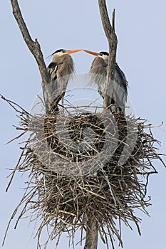 Great Blue Heron Nesting Pair