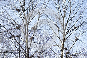 Group of nests of great blue herons