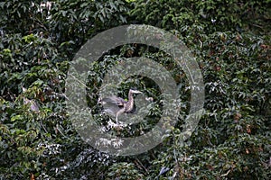 Great Blue Heron Nests