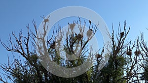 Great blue heron nests in towering tree