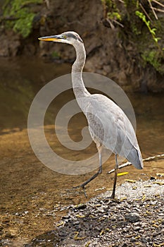 Great Blue Heron of North America