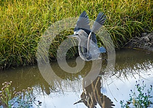 Great Blue Heron in Northwest Colorado