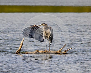 Great Blue Heron notices prey in the water